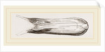 Bill of Pintailed Duck by Anonymous