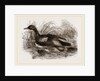 Blue-winged Teal by Anonymous