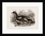 Blue-winged Teal by Anonymous