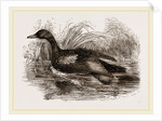 Blue-winged Teal by Anonymous
