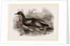 Blue-winged Teal by Anonymous