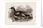 Blue-winged Teal by Anonymous