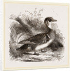 Summer Duck by Anonymous