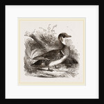 Summer Duck by Anonymous