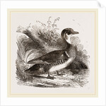 Summer Duck by Anonymous