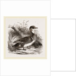 Summer Duck by Anonymous