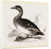 Female Eider-Duck by Anonymous
