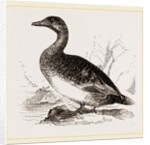 Female Eider-Duck by Anonymous