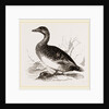Female Eider-Duck by Anonymous