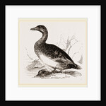 Female Eider-Duck by Anonymous