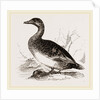 Female Eider-Duck by Anonymous