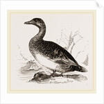 Female Eider-Duck by Anonymous
