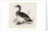 Female Eider-Duck by Anonymous