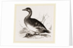 Female Eider-Duck by Anonymous