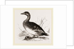 Female Eider-Duck by Anonymous