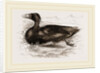 Surf-Duck by Anonymous