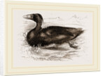 Surf-Duck by Anonymous