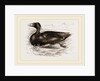 Surf-Duck by Anonymous