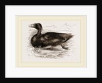 Surf-Duck by Anonymous