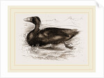 Surf-Duck by Anonymous