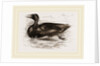 Surf-Duck by Anonymous