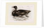 Surf-Duck by Anonymous