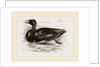 Surf-Duck by Anonymous