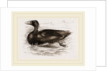 Surf-Duck by Anonymous