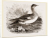 Americau Widgeon by Anonymous