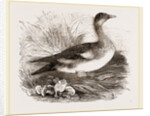 Americau Widgeon by Anonymous