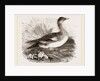 Americau Widgeon by Anonymous