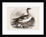Americau Widgeon by Anonymous