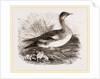 Americau Widgeon by Anonymous