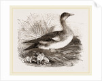 Americau Widgeon by Anonymous
