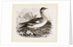 Americau Widgeon by Anonymous