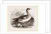 Americau Widgeon by Anonymous