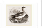 Americau Widgeon by Anonymous