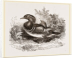 Mandarin duck by Anonymous