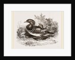 Mandarin duck by Anonymous