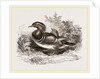 Mandarin duck by Anonymous