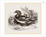 Mandarin duck by Anonymous