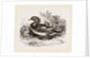 Mandarin duck by Anonymous