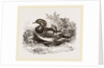 Mandarin duck by Anonymous