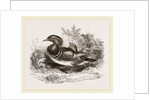 Mandarin duck by Anonymous