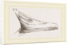 Bill of Summer Duck by Anonymous