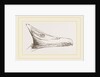 Bill of Summer Duck by Anonymous