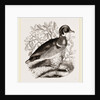 Summer Duck by Anonymous