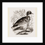 Summer Duck by Anonymous