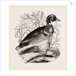 Summer Duck by Anonymous