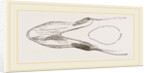 Bill of Surf-Duck by Anonymous
